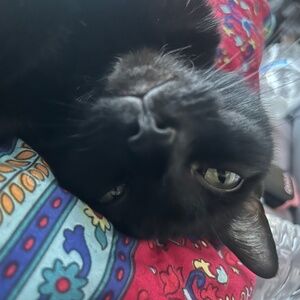 Meow